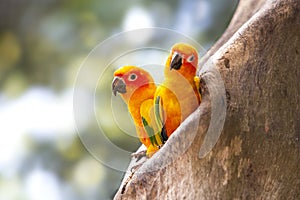 Two sun conures in a nest in a hollow tree