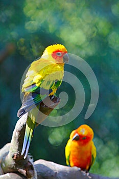 Two Sun Parakeets on the trunk