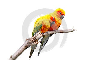 Two Sun Parakeets on the trunk in white background