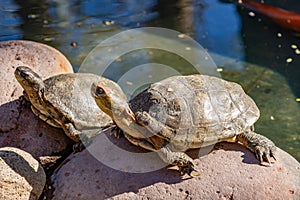 Turtles sunbathing on rocks