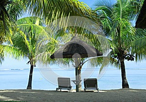 Two sunbeds, umbrella and palms