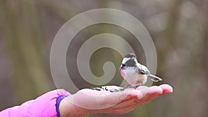 Two sunflower seeds smart chickadee picked up on woman's hand - slow motion my movie 1
