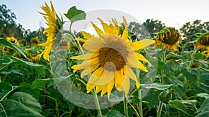 Two sunflowers