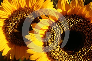 Two sunflowers