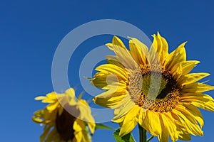 Two sunflowers against a blue sky