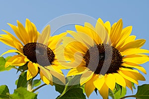 Two Sunflowers against a bright blue sky