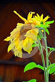 Two sunflowers in August. Against the background of a wooden brown wall. Sunflower petals are disheveled, sticking out in differen