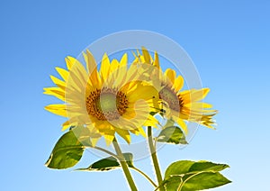 Two sunflowers