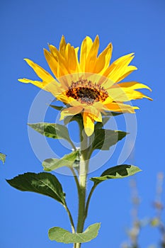 Sunflower on a blue sky photo