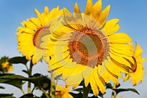 Two Sunflowers Close Up Against Blue Sky