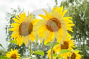 Two sunflowers close-up in field