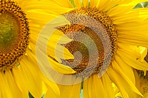 Two sunflowers close-up