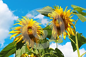 Two sunflowers in direct sunlight against a bright blue sky