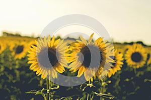 Two sunflowers in a filed