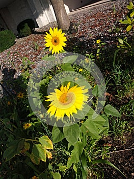 Two Sunflowers in a garden