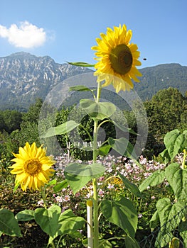 Two sunflowers on the garden