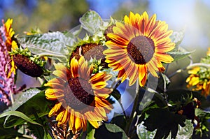 Two sunflowers in the garden sun