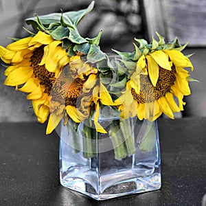 Two sunflowers in glass vase