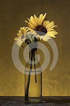 Two sunflowers in a glass vase