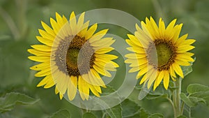 Two sunflowers isolated against green background