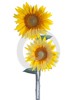 Two Sunflowers