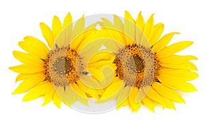 Two sunflowers isolated on white background close-up