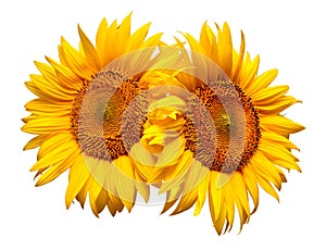 Two sunflowers isolated on white background. Flower bouquet