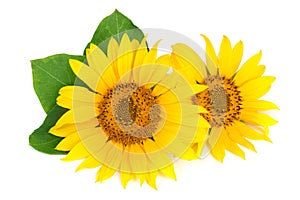 Two sunflowers with leaves isolated on white background