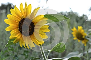 Two sunflowers in the meadow