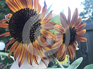 Two sunflowers on same stem
