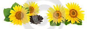 Two sunflowers with seeds and leaves isolated on white background