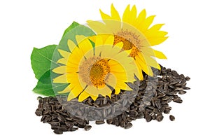 Two sunflowers with seeds and leaves isolated on white background