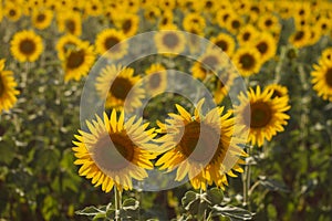 Two sunflowers