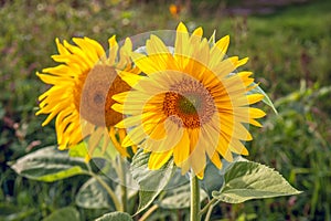 Two sunflowers up close
