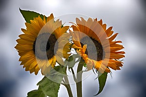 Two sunflowers in yellow