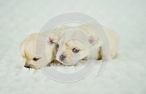 Two Super Adorable White Long Coat Curious Chihuahua Puppies