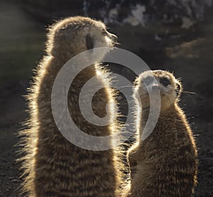 Two suricatas on guard