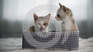 Two surprised kittens are sitting in a gray wicker basket. They look around and study the world around them. Gray-red