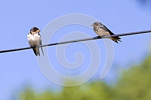 Two swallow birds on wire