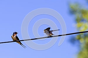 Two swallow birds photo