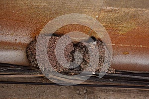 Two swallow\'s nests under the porch of a building.