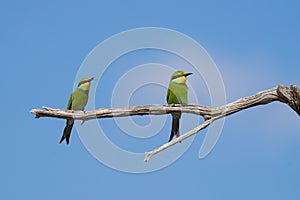 Two Swallow-tailed Bee-Eater sitting on a dead branch with blue sky as background.