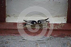 Two Swallows Building a nest at red wood photo