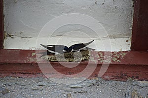 Two Swallows while Building a nest at red wood photo