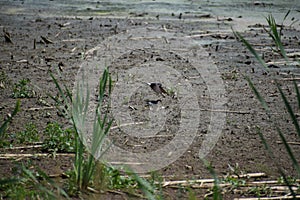 two swallows picking mud, one flying away photo