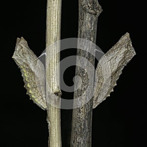 Two Swallowtail Butterfly Pupae on Dry Sticks