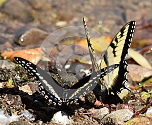 Black and Yellow Swallowtails photo