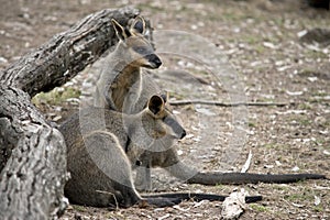 the two swamp wallabies are looking out for danger