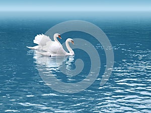 Two swan photo