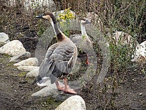 Two swan goose stand opposite each other, stretching their necks